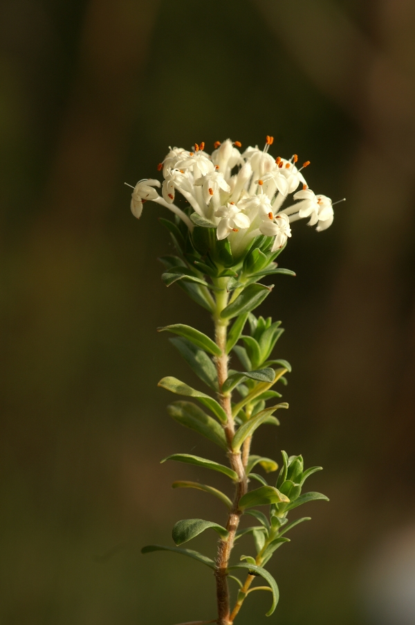 Pimelea humilis